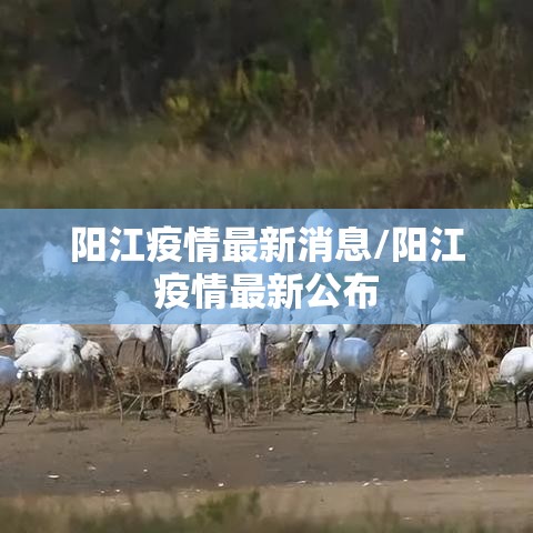 阳江疫情最新消息/阳江疫情最新公布