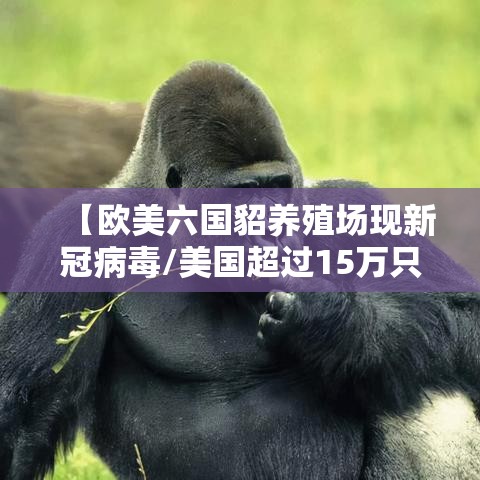 【欧美六国貂养殖场现新冠病毒/美国超过15万只貂死于新冠病毒】