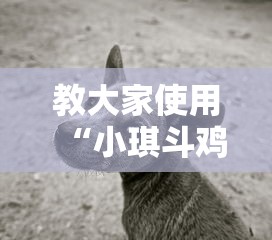 教大家使用“小琪斗鸡辅助工具”详细开挂方法