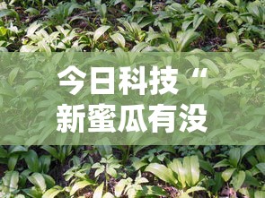 今日科技“新蜜瓜有没有人有挂”详细开挂方法