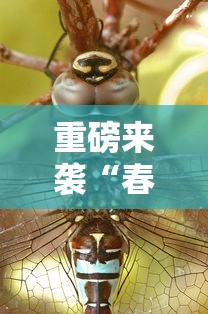 重大资讯“五福长牌开挂需要多少钱”原来确实有挂