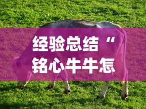 经验总结“铭心牛牛怎么才能赢”(其实有挂)