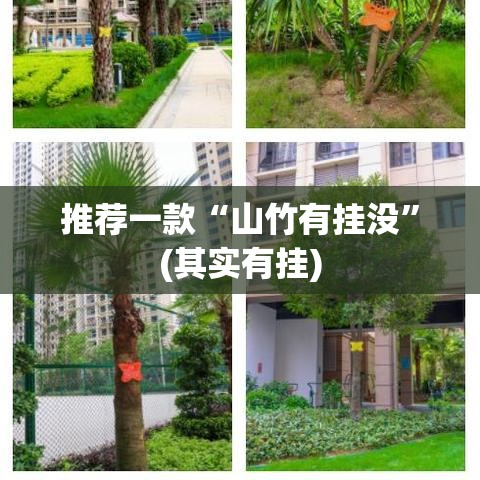 推荐一款“山竹有挂没	”(其实有挂)
