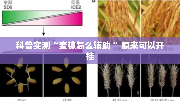 科普实测“麦穗怎么辅助 ”原来可以开挂