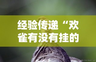 经验传递“欢雀有没有挂的确有挂	”原来真的有挂