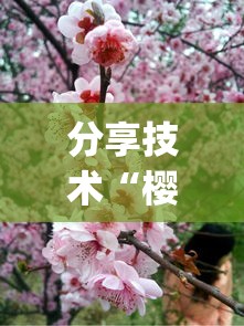 分享技术“樱花梦雨有透视软件吗	”(确实有挂)