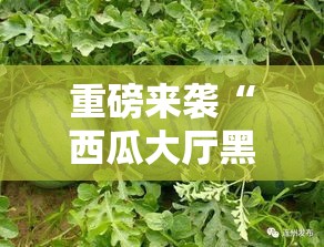 重磅来袭“西瓜大厅黑科技	”原来有挂