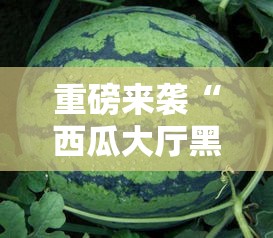 重磅来袭“西瓜大厅黑科技”原来有挂