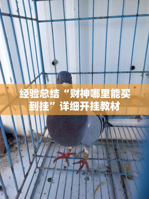 经验总结“财神哪里能买到挂”详细开挂教材