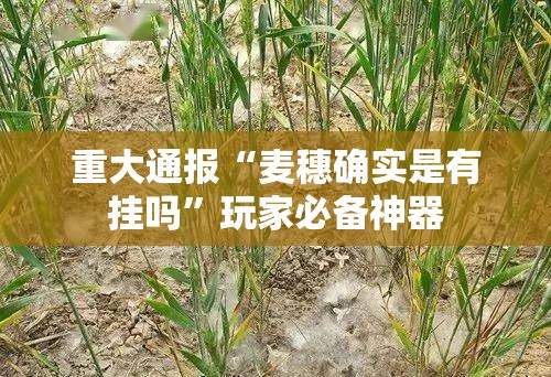 重大通报“麦穗确实是有挂吗”玩家必备神器
