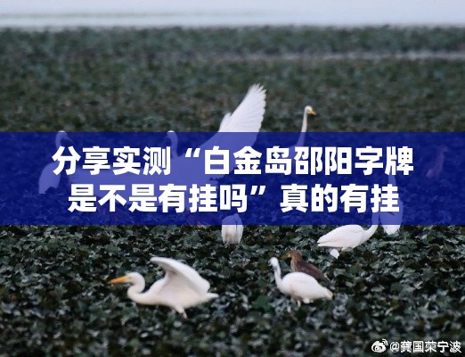 分享实测“白金岛邵阳字牌是不是有挂吗”真的有挂