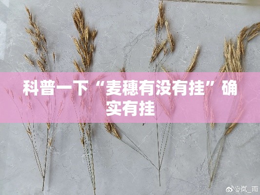 科普一下“麦穗有没有挂”确实有挂