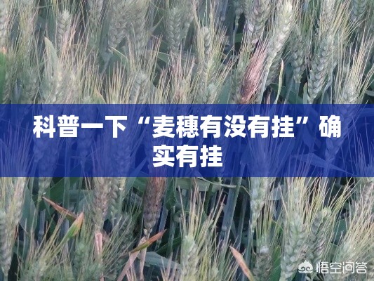 科普一下“麦穗有没有挂”确实有挂