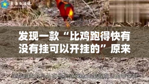 发现一款“比鸡跑得快有没有挂可以开挂的”原来确实有挂