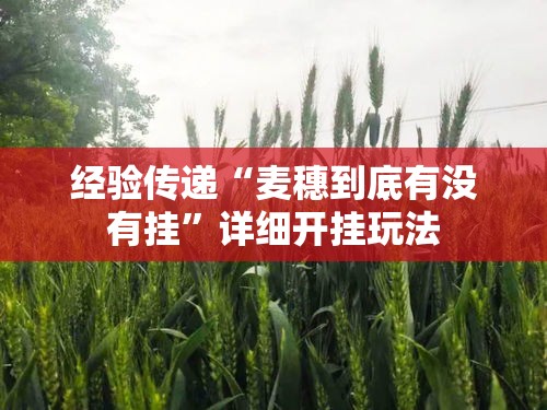 经验传递“麦穗到底有没有挂”详细开挂玩法